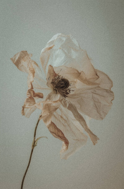 A close-up of a single dried, wilted flower with delicate, pale petals against a plain, neutral background—an image capturing the quiet elegance often sought in Brand Design by Sweet Pea Ink Creative.