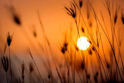 Sunset seen through tall thin grasses