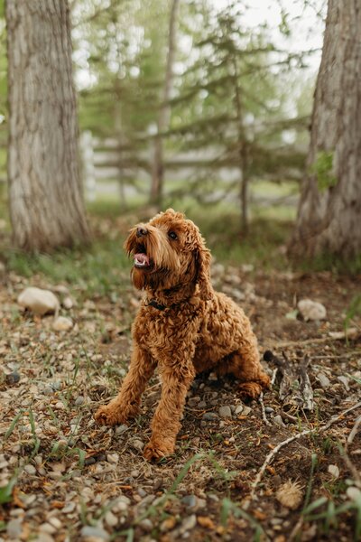 Red Australian Labradoodle Breeder in  Edmonton