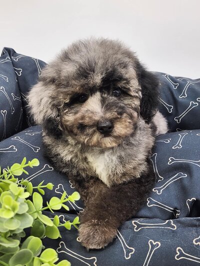 17c60619-f9bd-4993-b746-50cf0da4f984