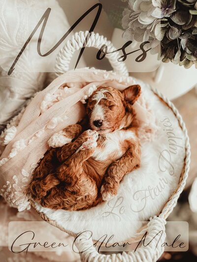 Le Fleur Poodle Puppies -182