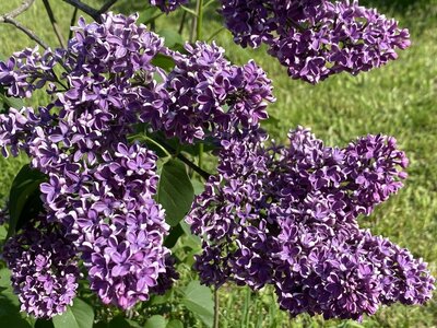 Albert F Holden syringa vulgaris purple heirloom lilac at North Country Lilacs nursery in Canton, New York