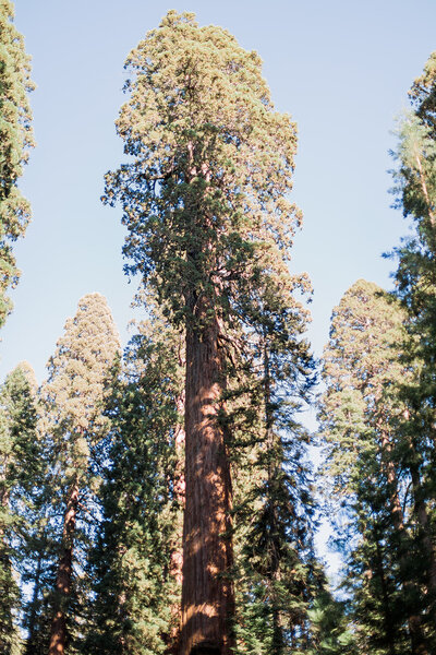 Sequoia National Park Engagement Session