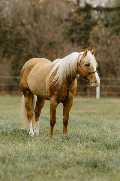 a palomino horse standing in a grass field looking off into the distance