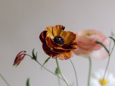 A close-up of a beautiful burnt-orange anemone flower. 