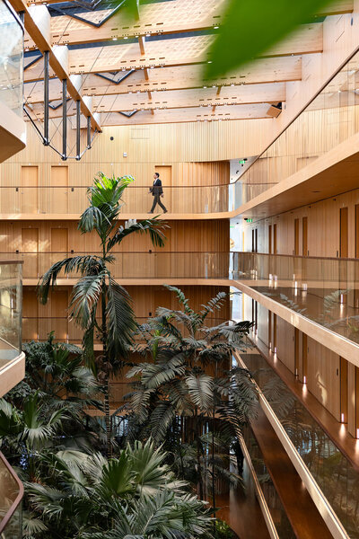 Lichte en groene kantooromgeving met veel licht hout en palmbomen in een binnentuin