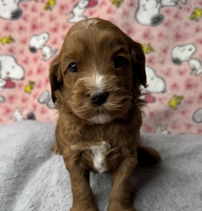 Lilly girl