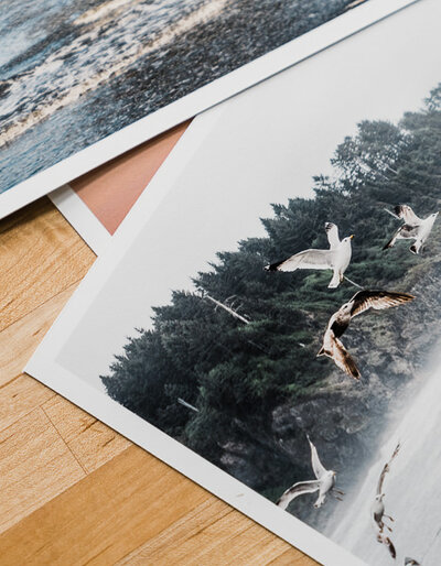 photography prints of seagulls by Pacific Northwest photographer Amy Duffy