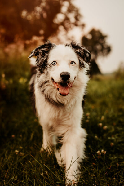 Minneapolis Dog Photography - Amanda Nicholle Photography