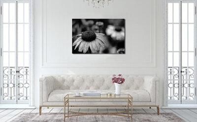Limited Edition Fine Art Photographic Flower Print Display Example closeup of daisy in focus in foregorund other flowers surrounding it out of focus display example hanging on wall above sofa in living room