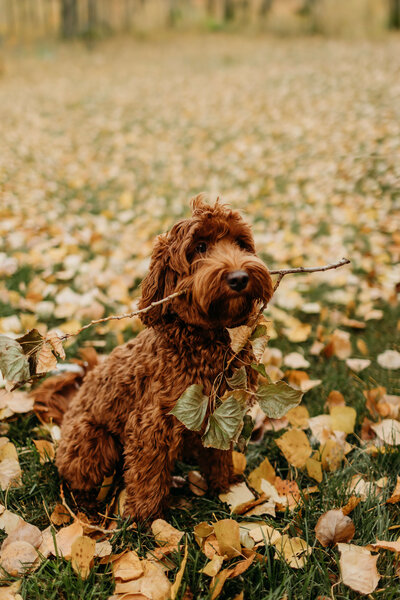 Red Australian Labradoodle Breeder in Alberta