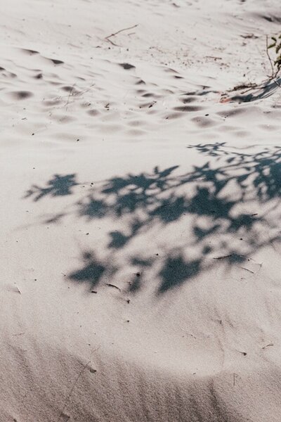 shadow of a tree branch in the sand