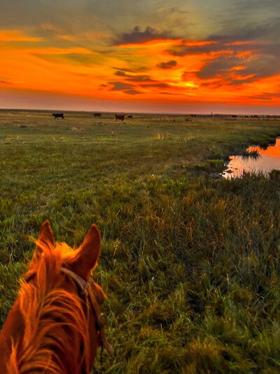 the view between a horses ears in southern Alberta 