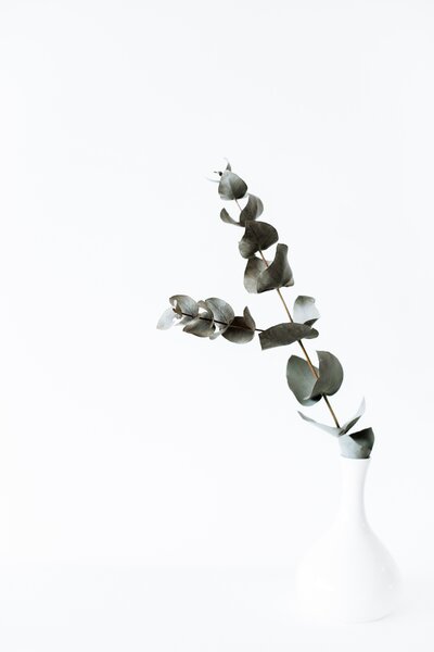 leaves in vase