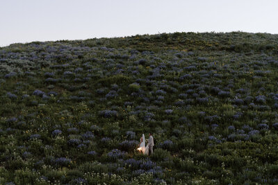 Bride and groom in crested butte wildflower field