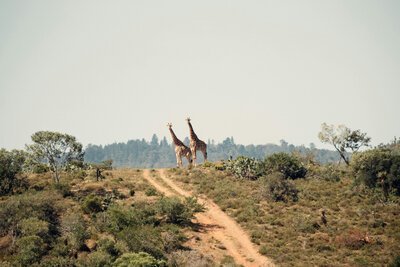 Giraffe in the distance
