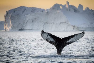 private-whale-safari-ilulissat-disko-bay-Guide-to-Greenland1