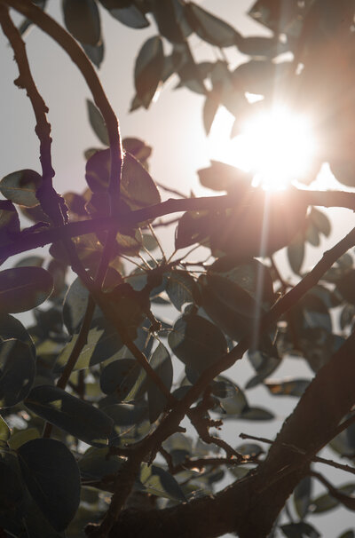 Sunlight gently peeking through the trees, creating a peaceful and serene atmosphere, symbolizing natural healing.