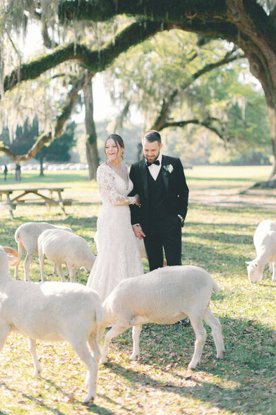couple laughing with sheep