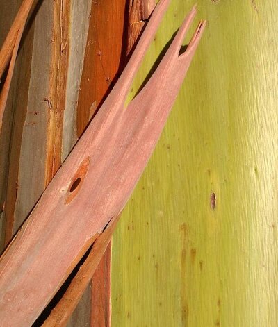 Macro photo of eucalyptus bark. Photo by Hannah de Keijzer.