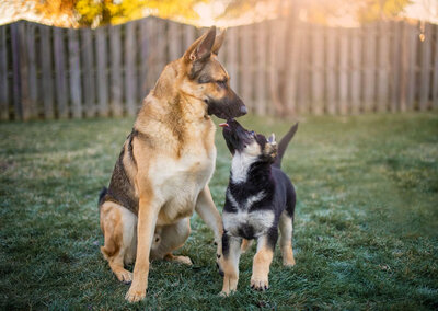 A older German Shepherd looks down at German Shepherd puppy who is trying to give face kisses to him. This was a at-home photo session. Work by Duluth-based pet photographer Joanna of Paddle Paws Photography.