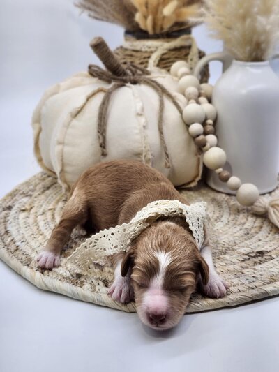 70847b68-743c-4c66-be89-8ccfdde1f137