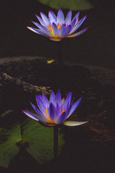 Cultivate a deeply attuned, devotional, reciprocal sacred two-way potentially lifelong relationship with Blue Lotus as your mentor and guide, who lovingly witnesses and guides you in your unfolding and gradually invites you towards deeper and deeper alignment and embodiment of her frequency and essence through the way you live your life in all aspects of it.