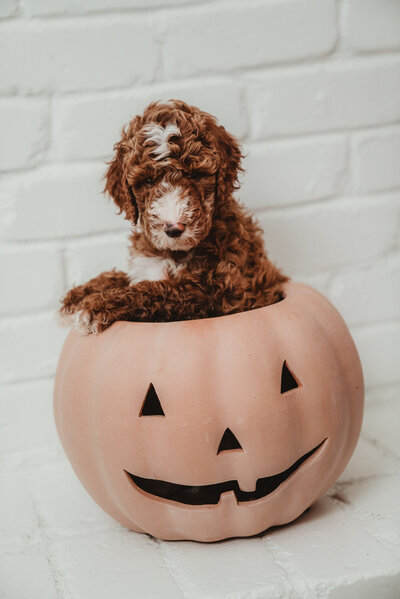 Purple Collar Male Peterson Poodles Red Standard Poodle PuppiesDSC046485