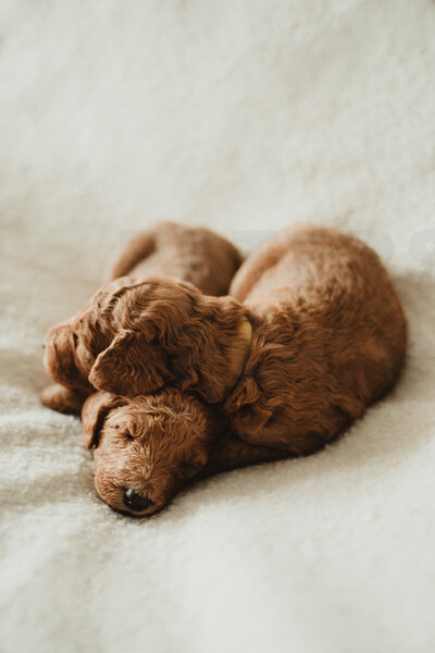 Intense Red Abstract Standard Poodle Puppies