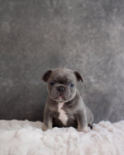 Available Blue French Bulldog