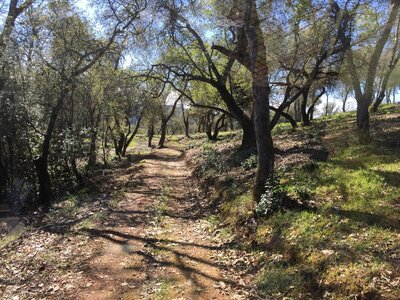 Trail in woods