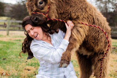 A miniature cow playfully jumping on a bride
