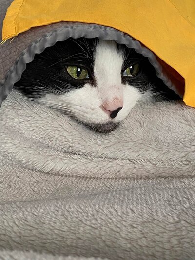 Cat snuggled under blanket