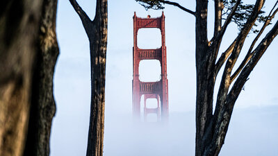 Golden Gate Bridge framed by tree trunks, emerging from fog in San Francisco's Presidio

