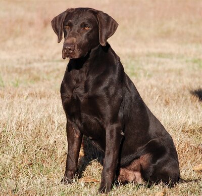 Picture of Remi