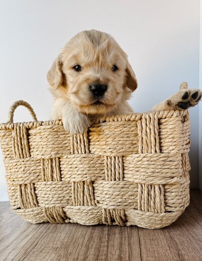 small golden retriever at LRR in Santa Barbara CA 93101