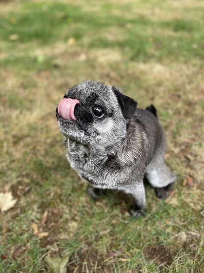 Aspen