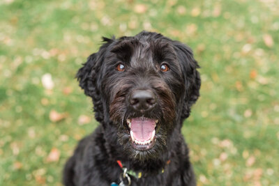 Black Goldendoodle with mouth open