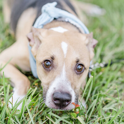 Champ, Elyse Stokes' Dog, Lounging in the Grass