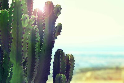 Sonora Photographer