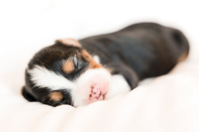 Puppies1-14 copy