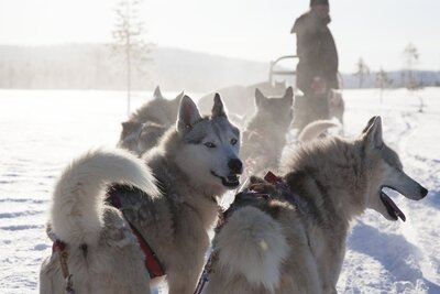 Husky looking back at the camera as it stands in a line of huskies for dog sledding