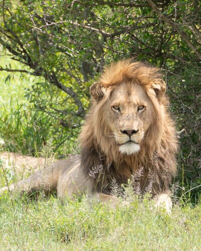 Lion. © Aileen Agricola. Kruger National Park, 2023.