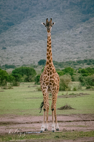 a giraffe at a safari wedding