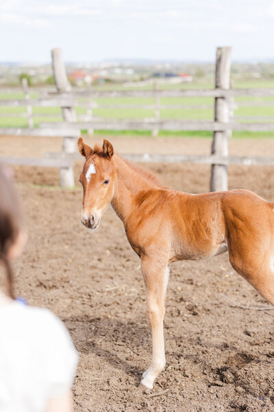 Baby horse