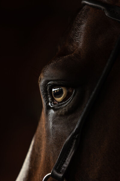 Close-up of a Puerto Rican Paso Fino’s tiger-eye, highlighting the unique genetic traits that are lost when a breed becomes extinct