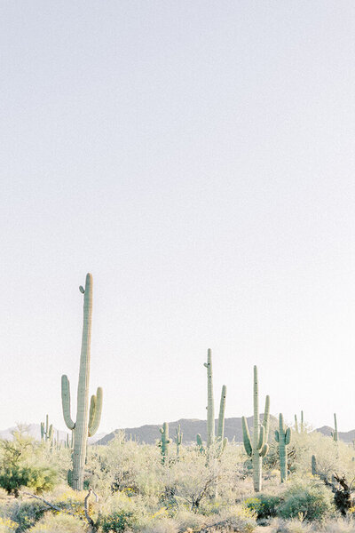 cactus field in arizona