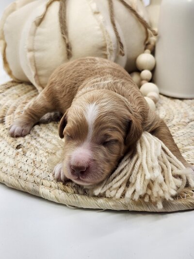 af2e8aa5-cf94-4eb6-aef0-745701970ec6