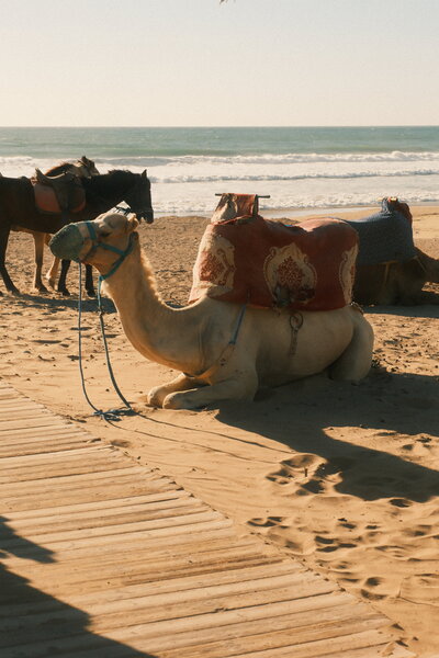 A camel rests peacefully in the warm desert sand, a serene moment amid the vast, sun-soaked landscape.