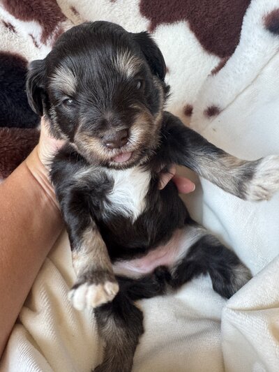 Liver Tan Female Miniature Schnauzer Puppy for sale